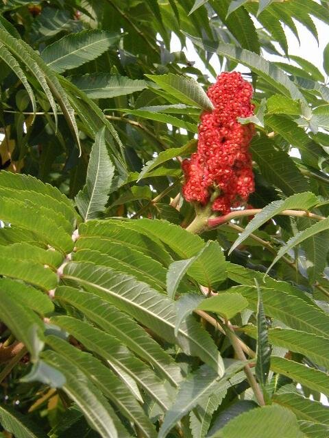    Сумах (семейства Anacardiaceae) /wikimedia.org