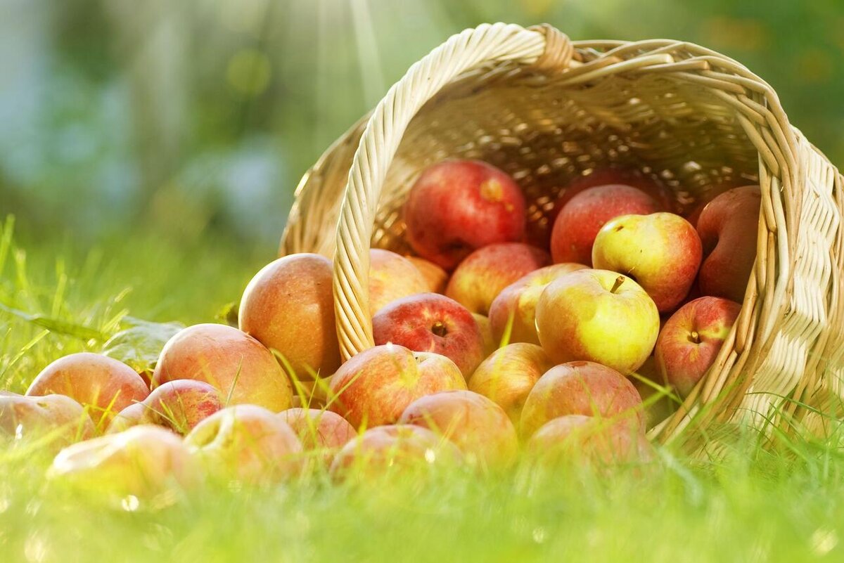    К чему снятся яблоки 123RF/legion-media.ru
