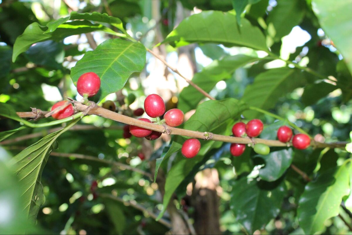 Красная обата — карликовое растение. С 2014 года ее разводят также в Коста-Рике. ©varieties.worldcoffeeresearch.org