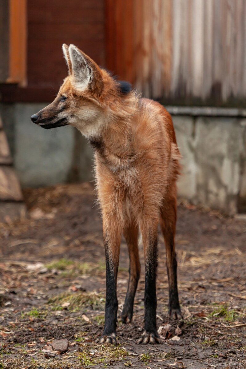 Вот это лапки