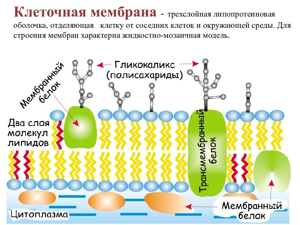 Структура клетки плазматическая мембрана. Плазматическая мембрана строение органоида. Строение плазматич мембраны клетки. Строение клеточной мембраны 10 класс биология. Гидрофобные радикалы повернуты внутрь