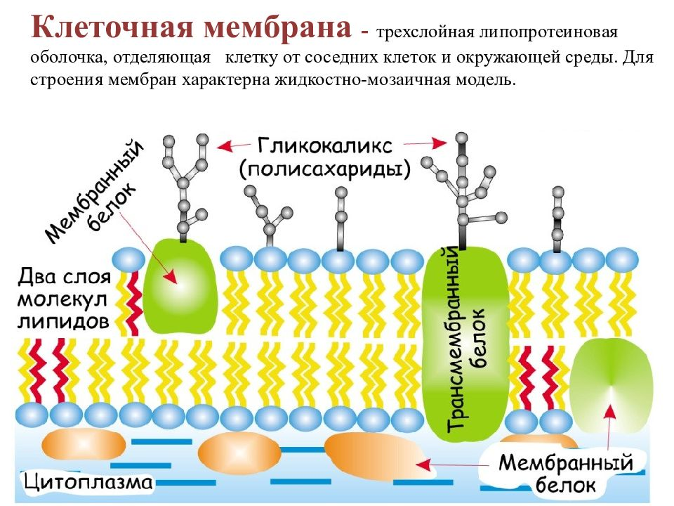 Межклеточная проницаемость. Структура клетки плазматическая мембрана. Плазматическая мембрана строение органоида. Строение плазматич мембраны клетки. Строение клеточной мембраны 10 класс биология.