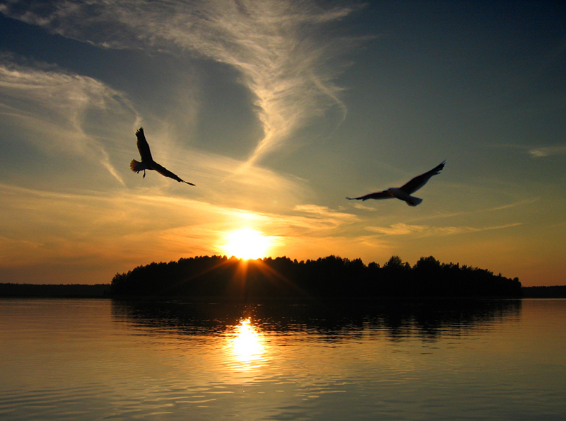 две птицы в небе