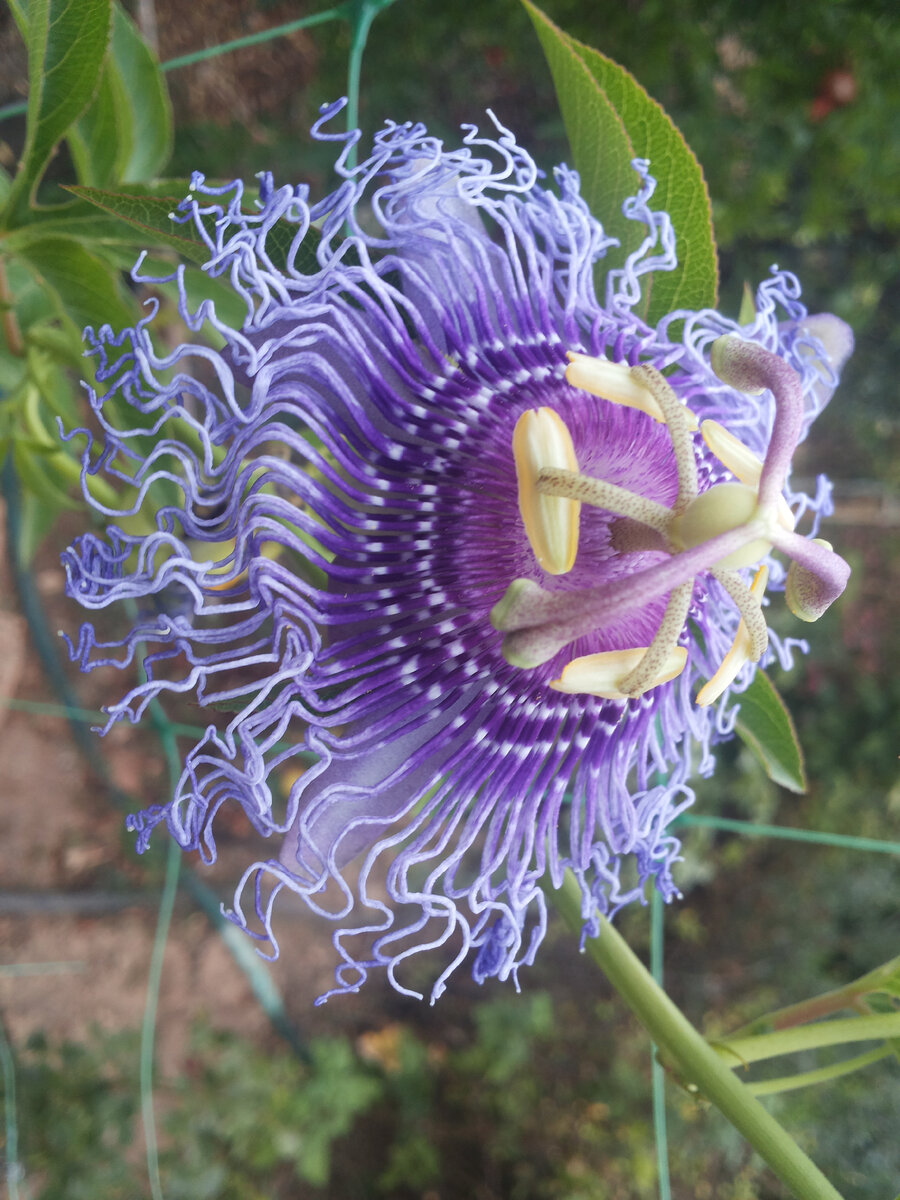 Пассифлора съедобная маэстро. Пассифлора Elizabeth. Пассифлора coronata. Пассифлора галакси.