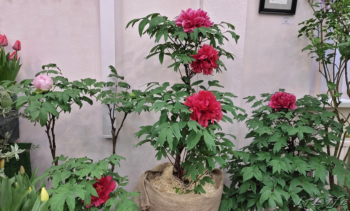 ботанический сад дирекция. ботанический сад спб оттепель чувств. оттепель чувств в ботаническом саду. ботанический сад санкт петербург оттепель чувств. выставка сирени в ботаническом саду.