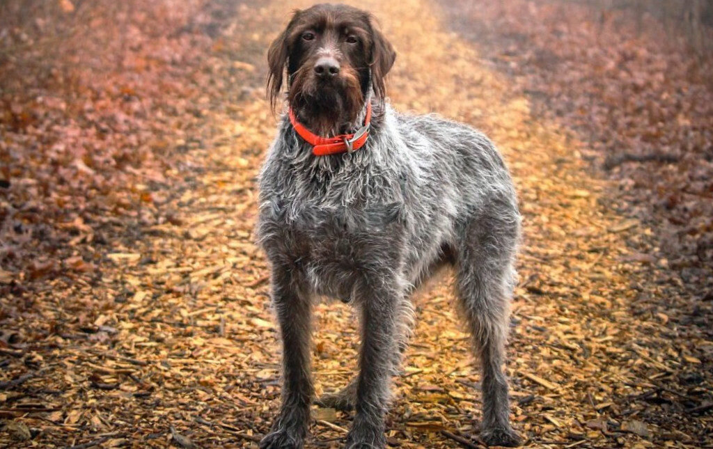 Гриффон Кортальса