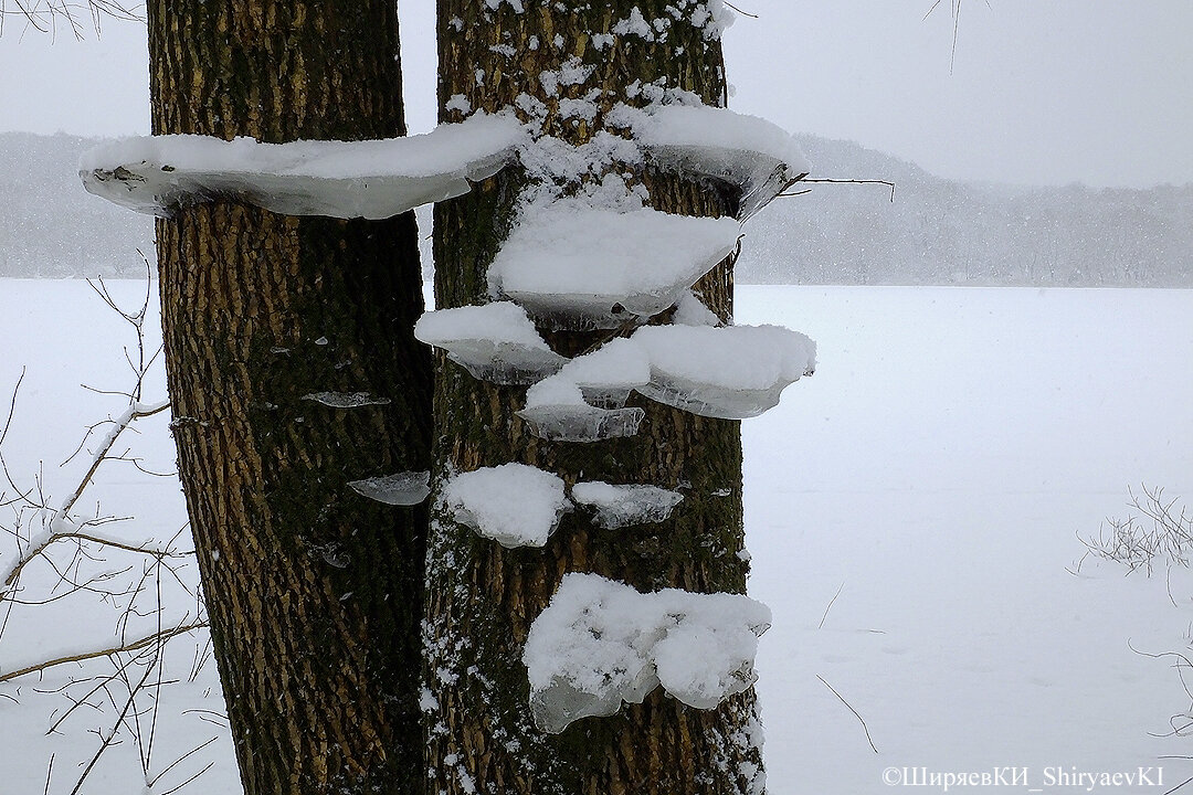 «ЛЕДЯНЫЕ  ТРУТОВИКИ» - новый вид (шутка). 