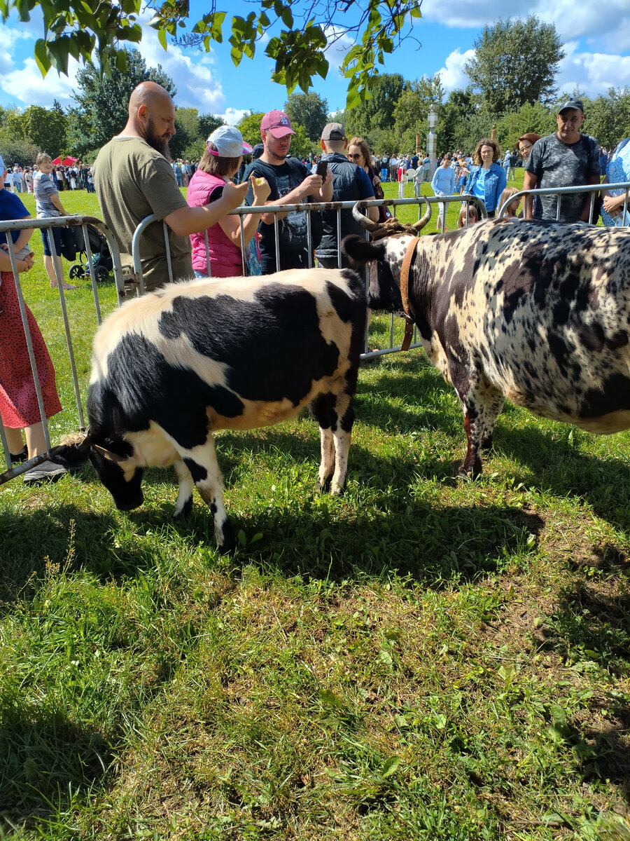 Горожане и якутские коровы