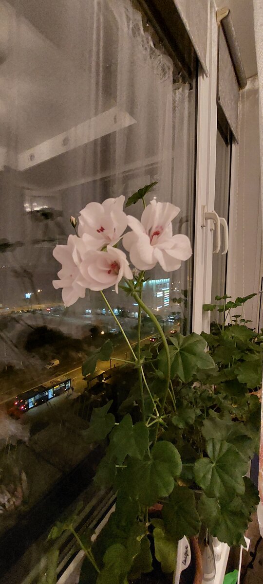 Большая редкость, если кто-то выпустит цветонос зимой