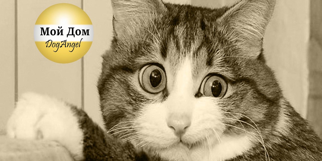 Кажется, придётся давать опровержение собственной статье. И про новый функционал на WildBerries