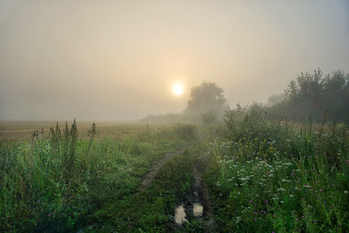 Ранним утром я иду в соседнюю рощу. Утренний туман. Поле в тумане. Утренний туман луг. Утреннее поле в тумане.