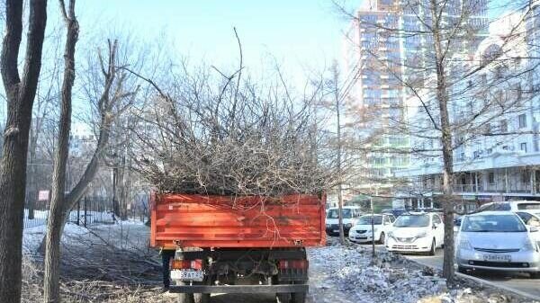     Зараженные и угрожающие безопасности людей деревья будут спилены.