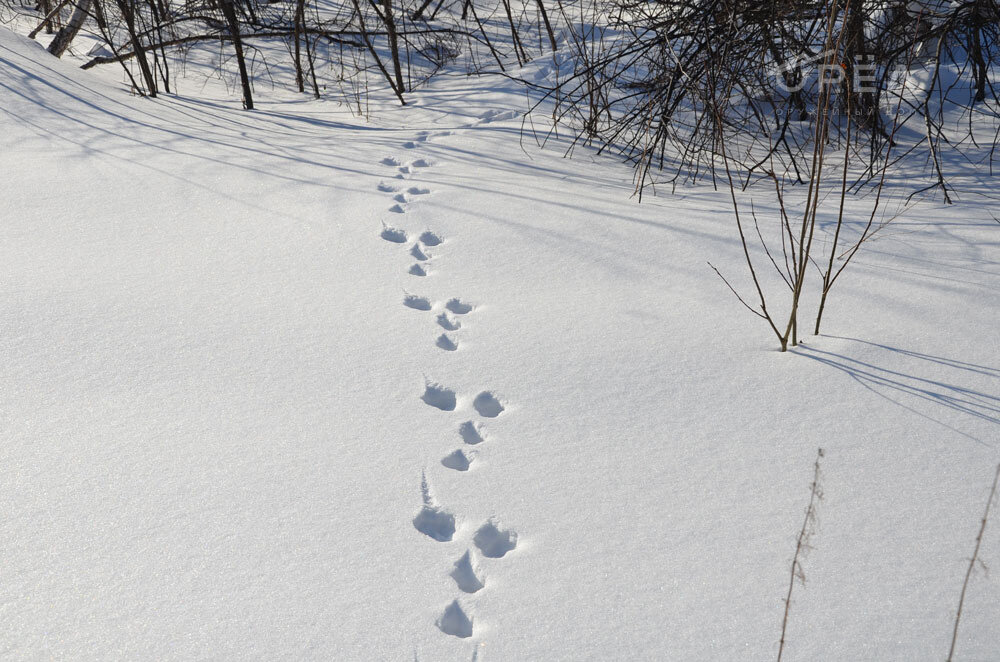 Следы зайца. Фото с сайта радио42.рф