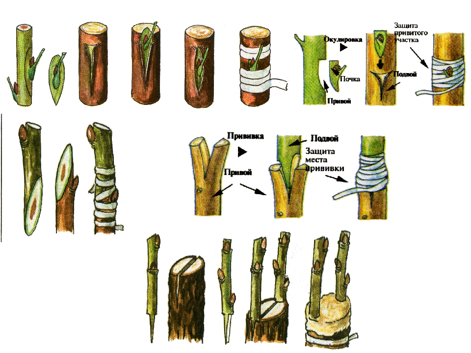 Способы прививки плодовых деревьев окулировка. Привой подвой окулировка. Вегетативное размножение прививкой окулировка. Прививка растений окулировка копулировка.