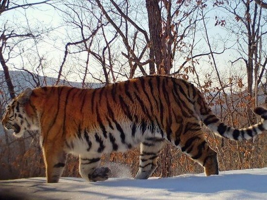 ФОТО: «ЗЕМЛЯ ЛЕОПАРДА»