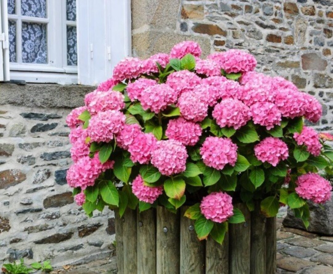 Крупнолистная гортензия 