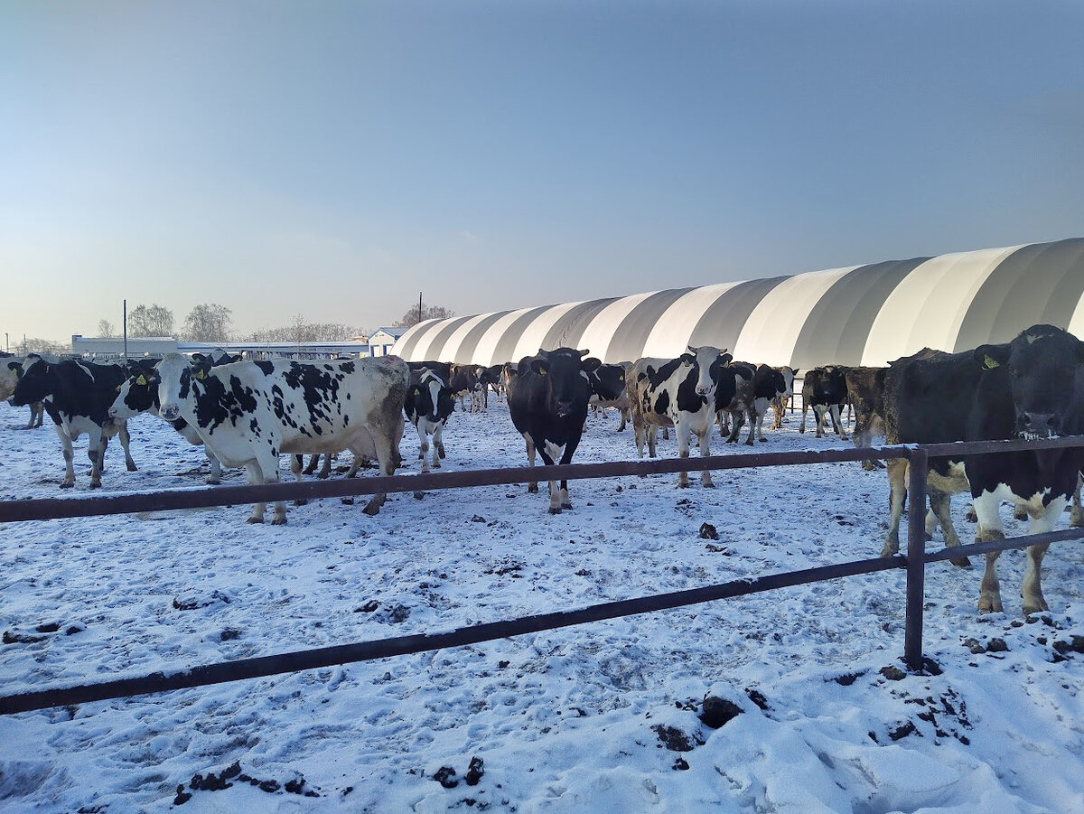 Умная ферма ООО "Бородулинское"