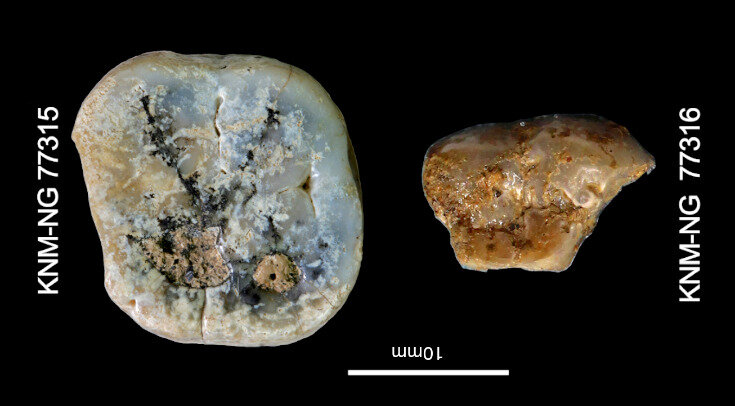   S. E. Bailey / Homa Peninsula Paleoanthropology Project