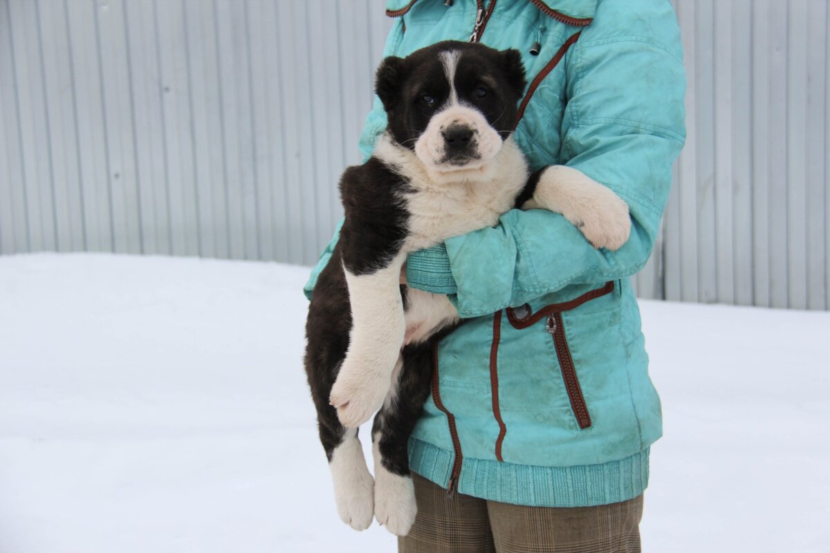 Родился черно-белым, в 1,5 месяца увидели тигровину😁👍