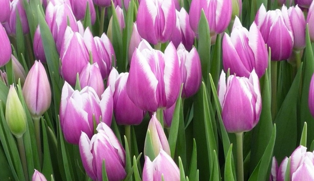 ТЮЛЬПАН KAMALIYA