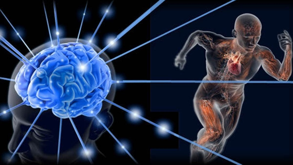 Физиология физической деятельности. Сверхспособности мозга. Мозг и тело. Сверхвозможности человеческого мозга. Мозг управляет телом.