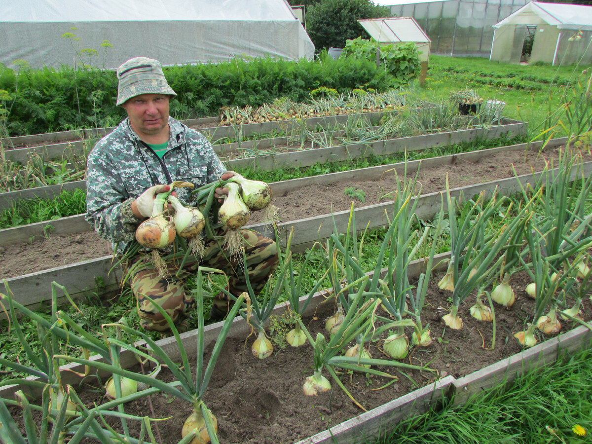 Мои грядки с овощами