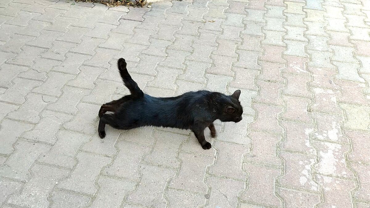 Чёрные кошки — меланисты домашних кошек, объект суеверий различных народов.