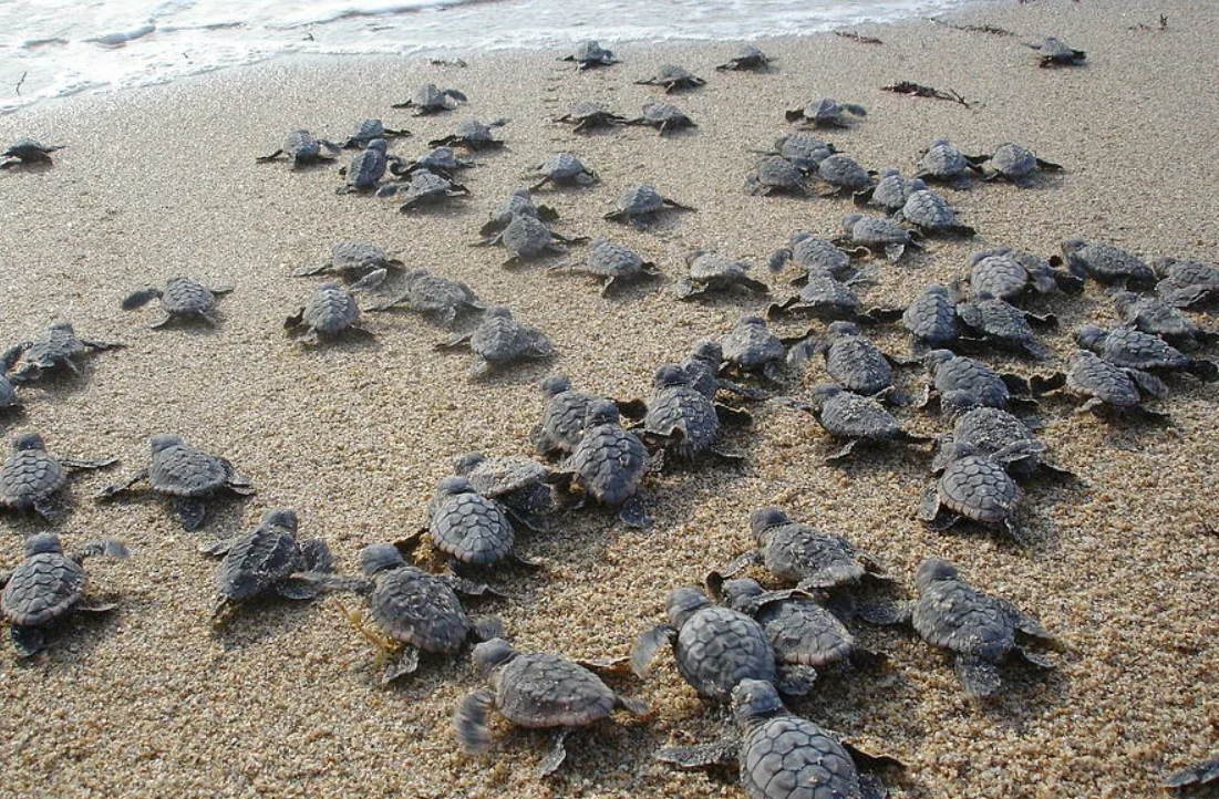 Морские Черепашата вылупляются. Зеленая морская черепаха откладывает яйца. Мерсин черепахи Каретта. Черепашата рождение.