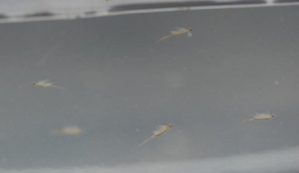     Фото: пресс-службы государственного природного заповедника «Утриш»