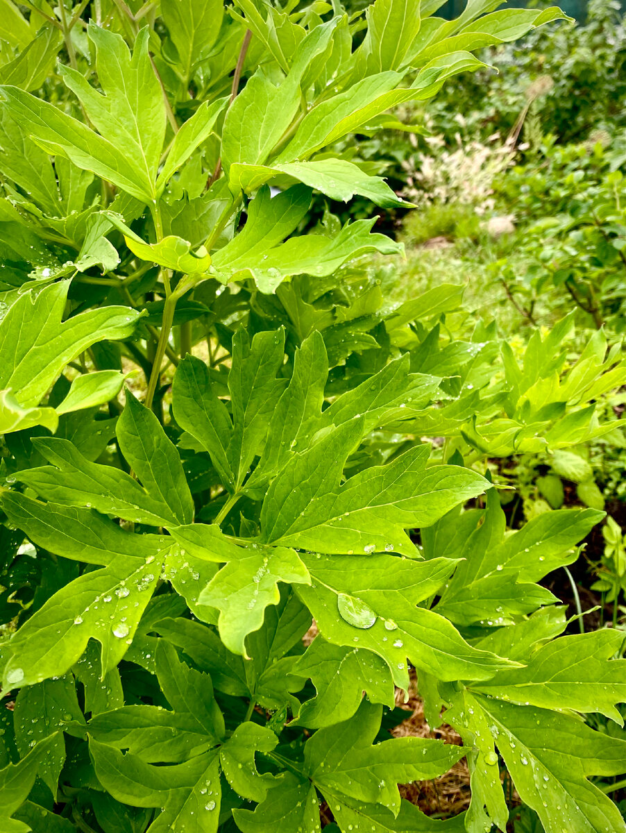 Древовидный пион Зелёный шар 