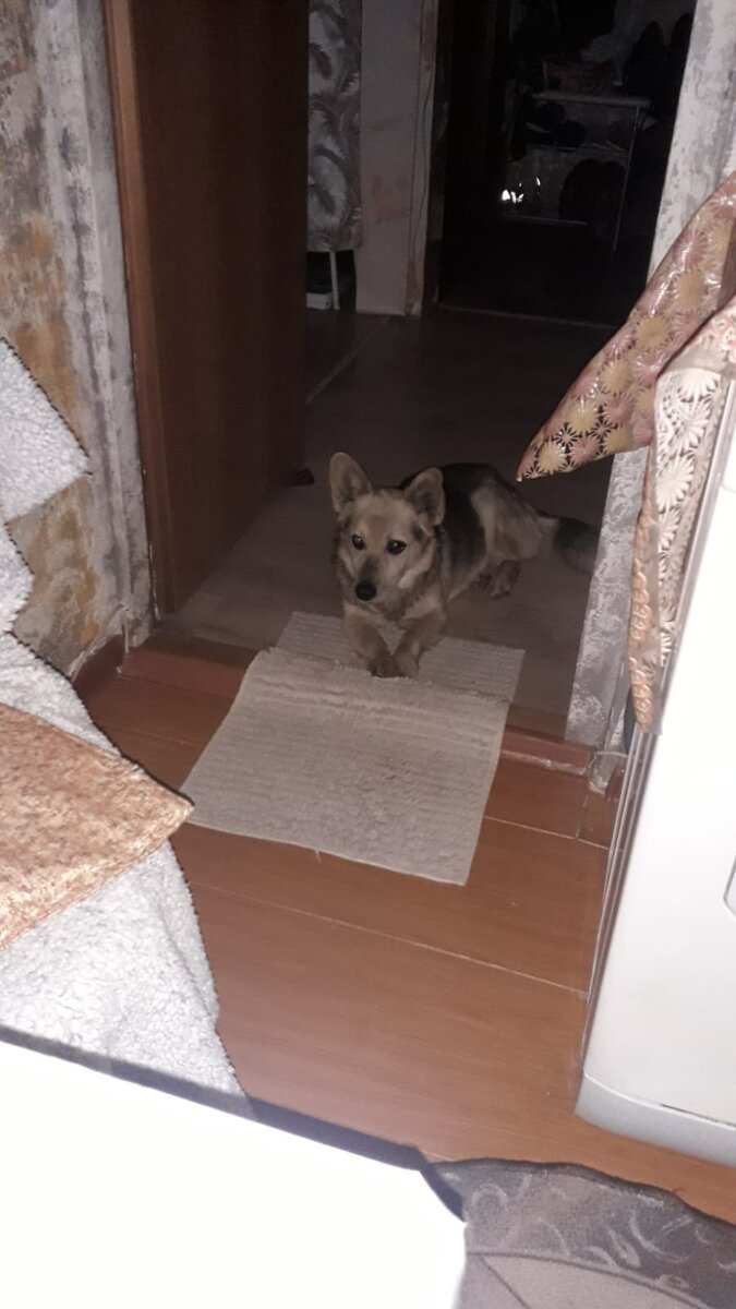 Коржик дома 