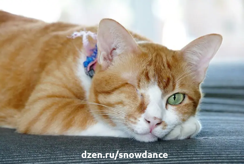 Кошки-инвалиды: ухаживайте за ними правильно