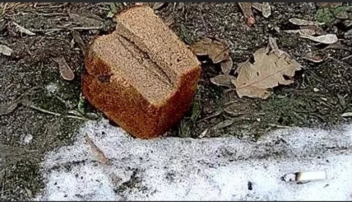 Я шёл выносить мусор и увидел на снегу полбуханки хлеба. 
