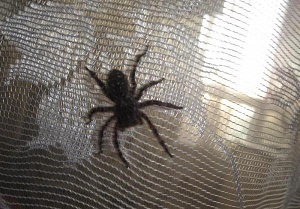 Домашний черный паук