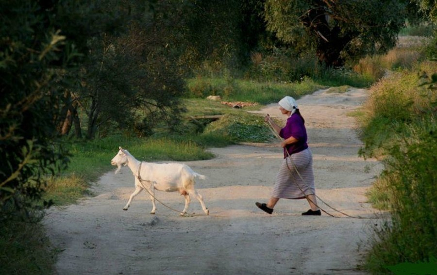 Домик у дороги козы