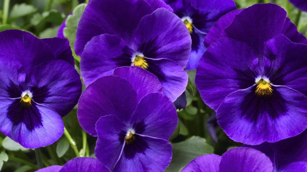 Анютины глазки - символ сердечной привязанности