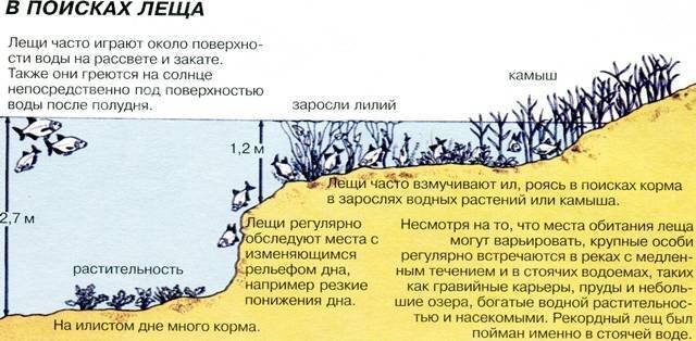На что сейчас ловить леща