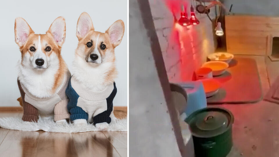 Фото: © Unsplash, скриншот видео