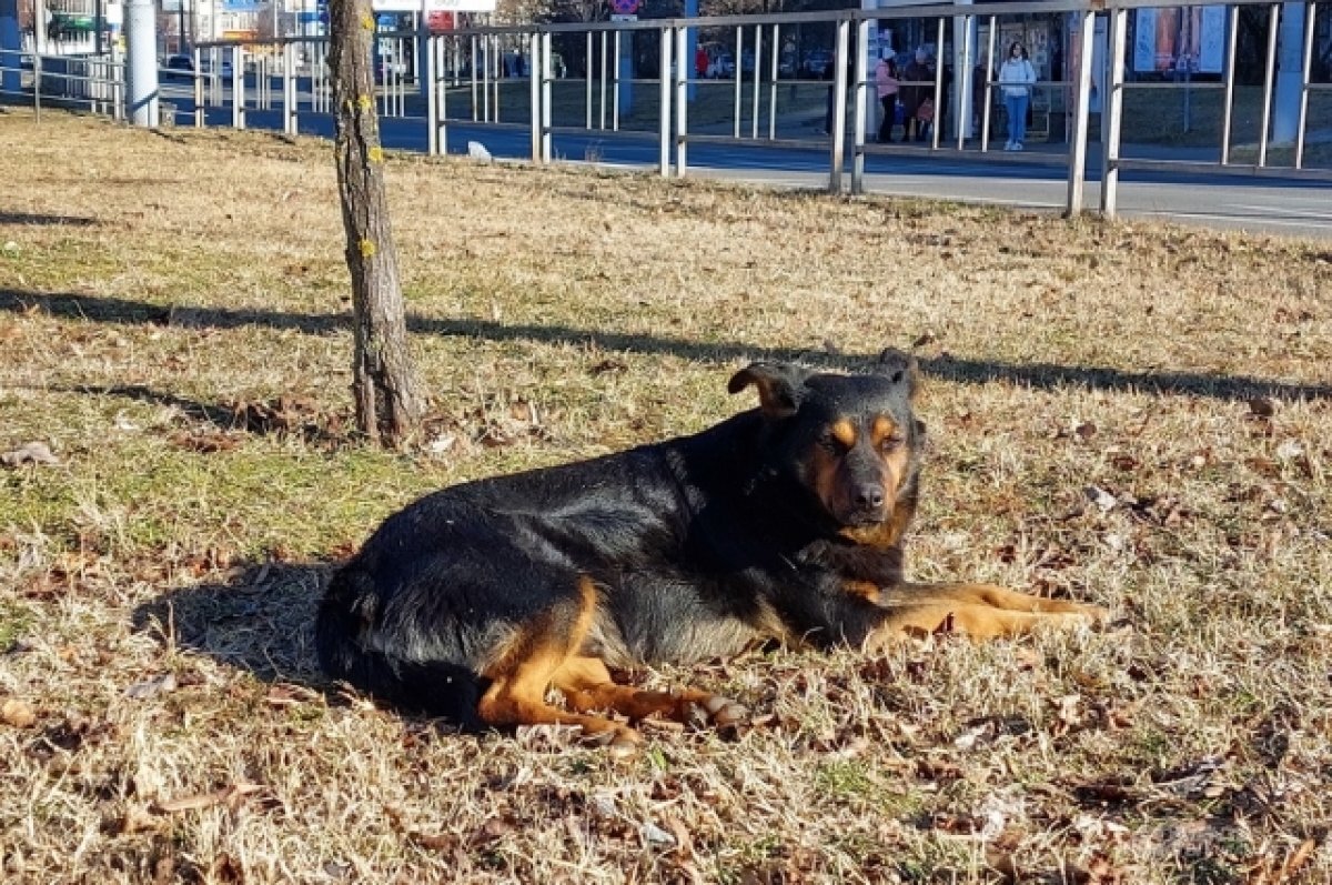    Кинологи рассказали, как очистить городские улицы от бездомных собак