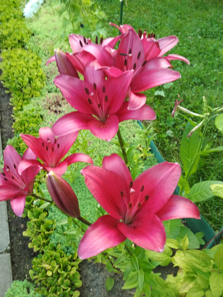 Мои лилии. Часть 1. Азиатские. | Цветник для начинающих | Дзен