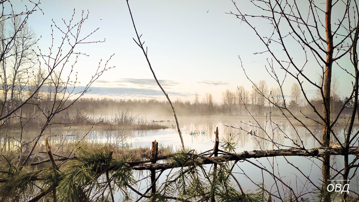 Утро на торфяных карьерах. Вид из укрытия для весенней охоты на селезня.