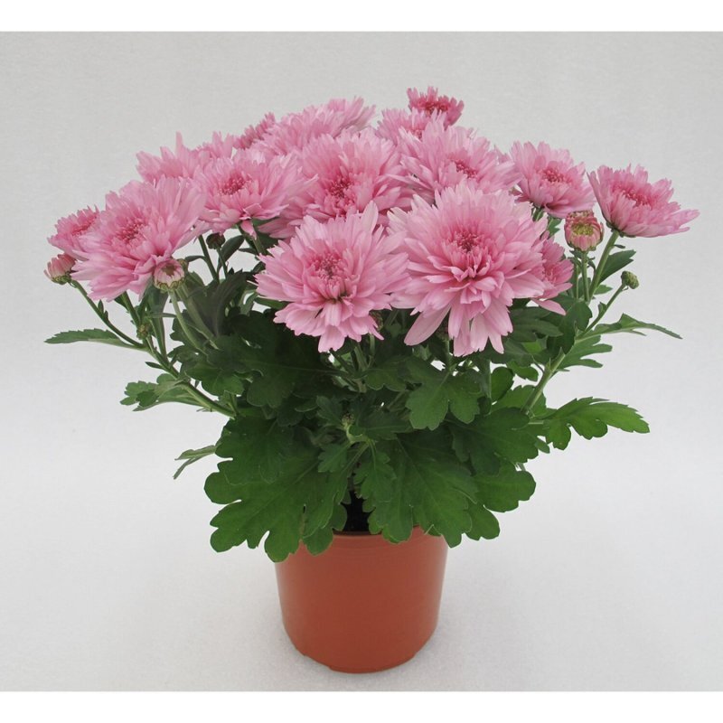 Это фото из интернет-магазина. Сорт Зембла пинк. Это кустарниковая форма