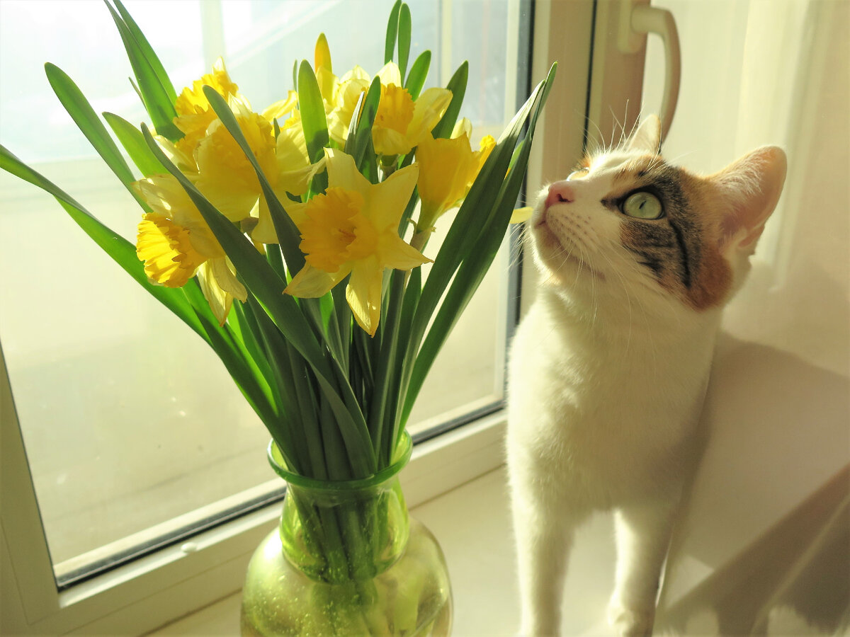 Мне букет. Мои коты (вторая за кадром). Фотографии авторские.