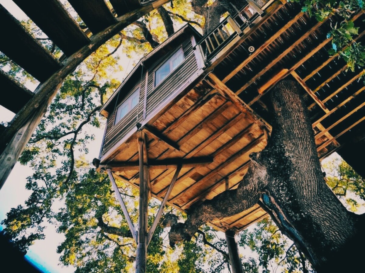 Уютный дом на дубе том: необычный отель на дереве среди лавандового поля |  Tour2Go | Дзен