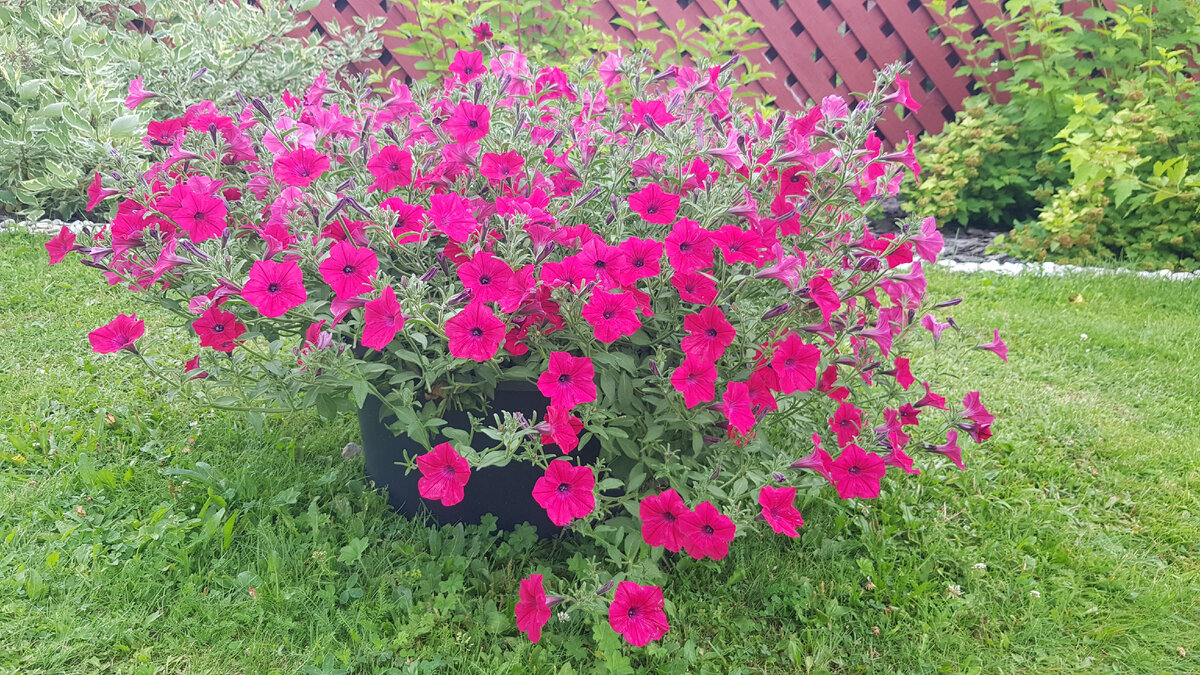 петуния Тайдел Вейв Черри многоцветковая ампельная