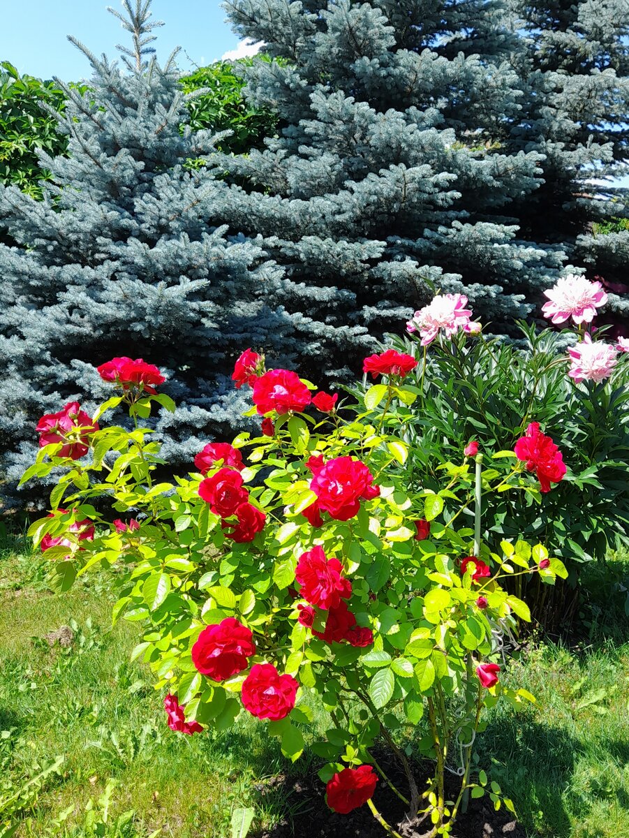 Купить Буддлея микс, участок, сад, дом.: отзывы, фото и характеристики на Aredi.