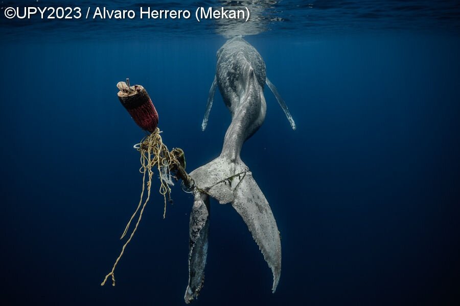    Alvaro Herrero, underwaterphotographeroftheyear.com