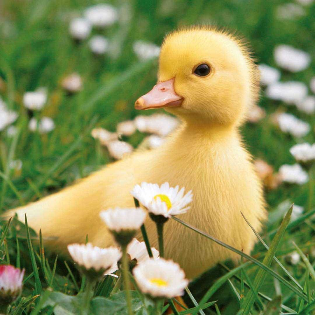 Источник: Яндекс картинки