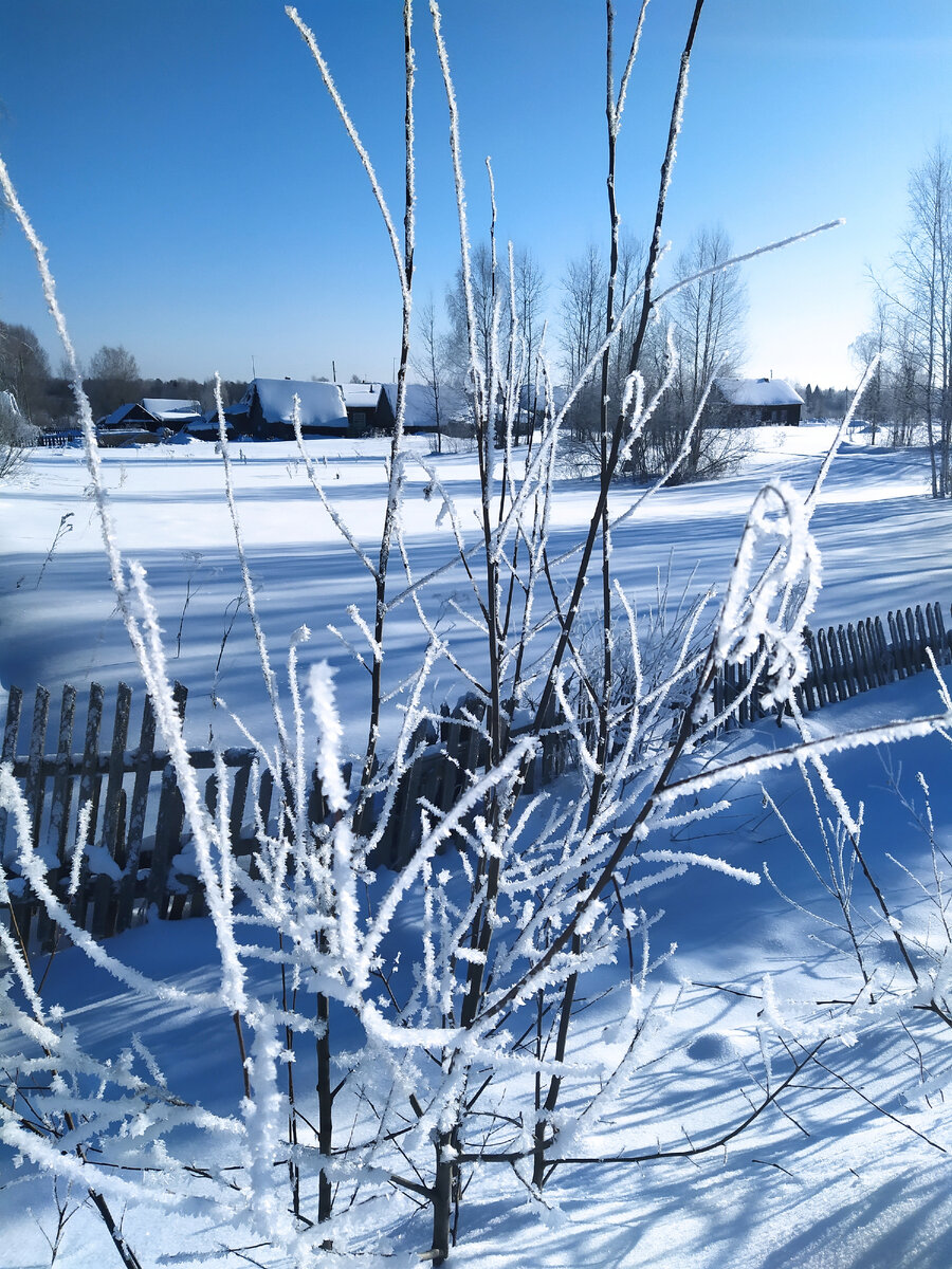 Все деревья покрыты пушистым инеем.