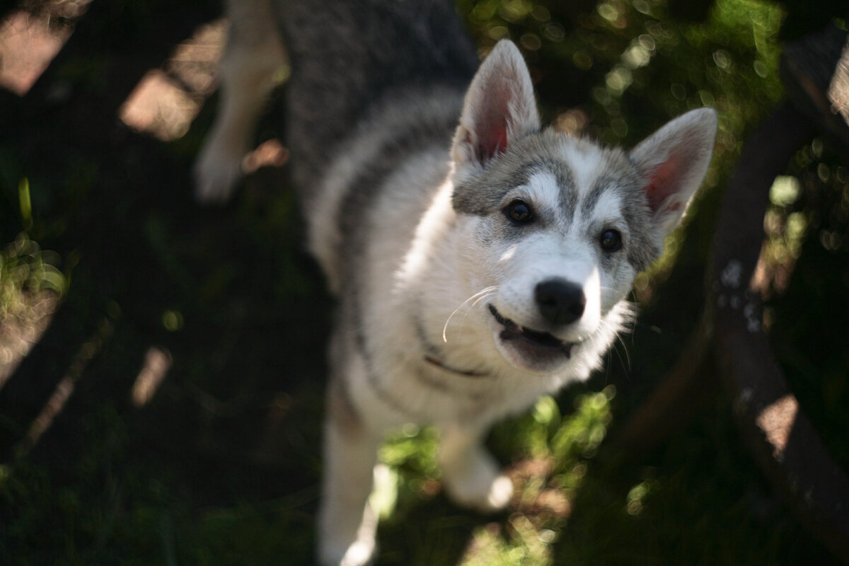 Красавица КрасОта